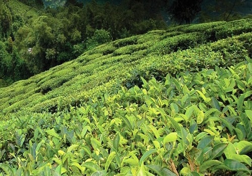 Tea to combat poppy cultivation in Manipur